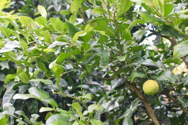 Kaffir Lime Leaves